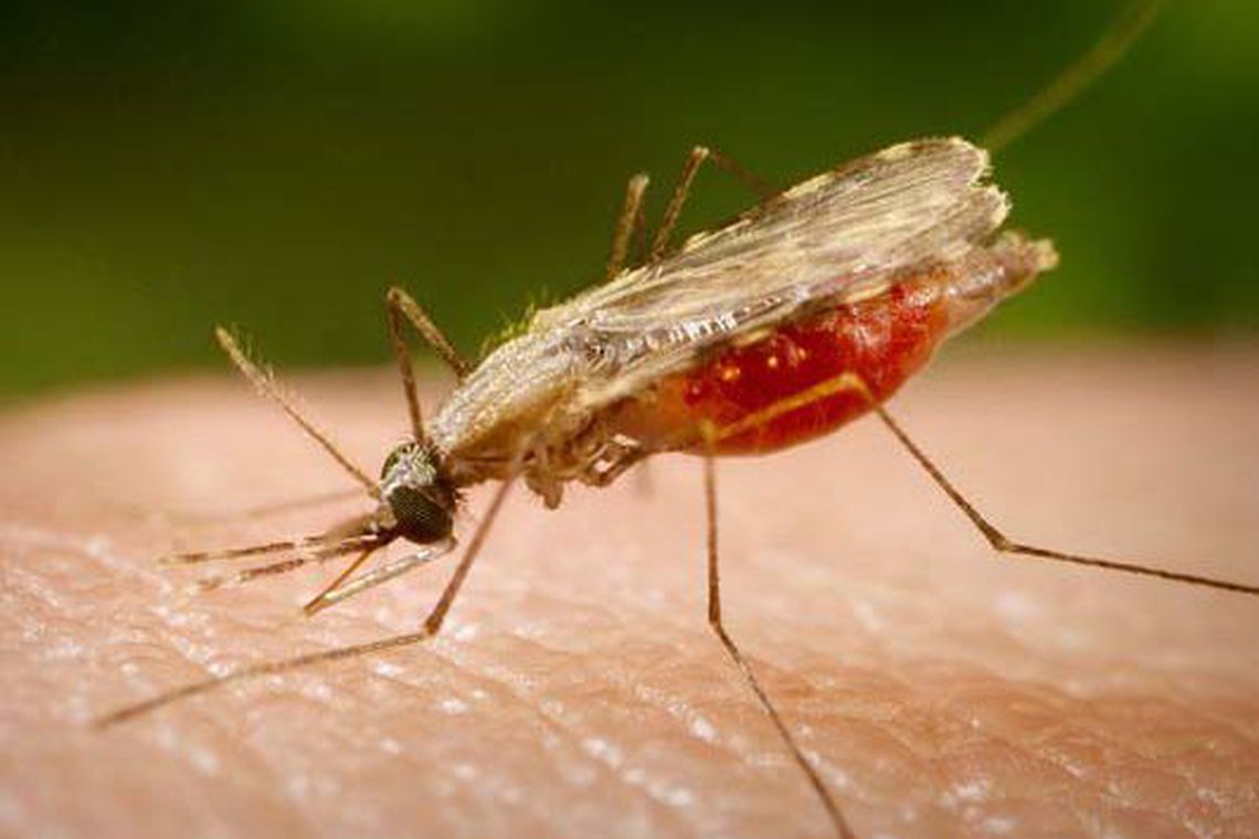 Malária: região Amazônica concentra 99% dos casos no Brasil